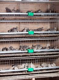 There are many ways to make your own hay rack, but i find this one the quail cages with quails fcqfarm com. 5 Best Quail Cages That Make Raising Quail Easy