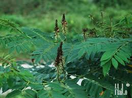 Image result for Indigofera subulifera
