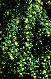 Image result for Berberis verruculosa