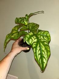 Image result for Cercestis