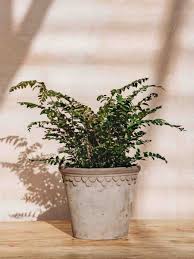 Image result for Didymochlaena