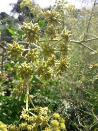 Image result for Lefebvrea grantii