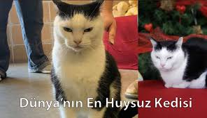 Dunya Nin En Huysuz Kedisi Doga Simsek Kedici Kedi Kultur Dergisi