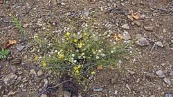 Image result for Senecio luembensis