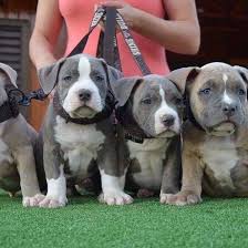 Xxl pitbull puppies for sale california. Xxl Pitbull Puppies For Sale Home Facebook