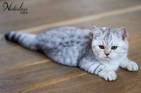 British Shorthair Chocolate Silver Tabby Spotted Nataleacats Cheveux Courts Britanniques Races De Chats Chatterie