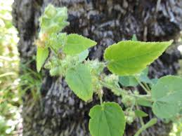 Image result for Sida urens