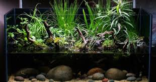 Paludarium Living Reefs Fish Tank Plants Aquarium Aquarium Design