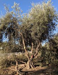 How To Buy An Olive Tree Olives Unlimited