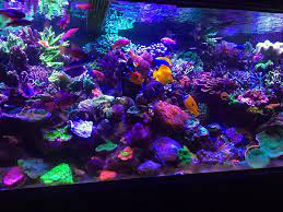 nothing better than a nice bare bottom reef builders the reef and saltwater aquarium blog