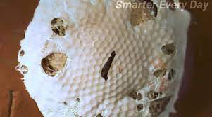 Now we know, thanks to a the team set out to apply their entertaining experimental process to find out how much heat golf balls can take. This Is What Happens When You Hit A Golf Ball At 500 Mph Watch