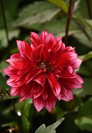 Image result for Dahlia Darkarin`