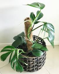 The Dragon Tail Plant Meet Epipremnum Pinnatum A Gorgeous Dark Green Tropical With Big Glossy Leaves I Looove These Bitki Balkon Bitkiler Ev Bitkileri