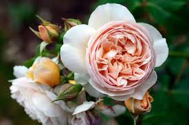 Maybe you would like to learn more about one of these? 10 Most Expensive Flowers Tatler