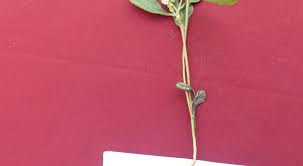 Image result for Polygala arenaria