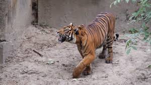 View carlos eduardo sousa eduardo's professional profile on linkedin. San Francisco Zoo Tiger Attacks