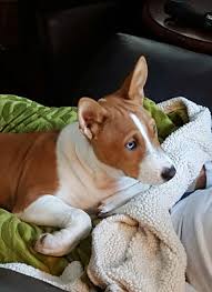 Basenji breeders since 2004 retired. Love Our Blue Eyed Basenji Pup Animals Pup Dogs