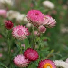 Image result for Helichrysum