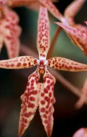 Image result for Zeuxine elongata
