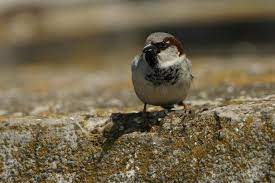 Avem zece specii de serpi in romania, mari și late, pe care mă ofer să vi le prezint în continuare mai jos. Specii Comune De PÄƒsÄƒri Din Romania È™i Europa Fauna Cum Laude Doru Panaitescu Radio Guerrilla