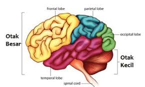 Dalam video kali ini, buya menjelaskan mengenai otak, lalu keberadaan pineal gland sebagai penghasil hormon melatonin hingga dilanjutkan ke pembahasan. Otak Pengertian Fungsi Bagian Dan Gambarnya Teks Co Id