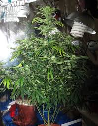 Sep 08, 2020 · sativa cannabis plants originated close to the equator, thriving in temperate regions with mild winters and long summers. How Tall Do Marijuana Plants Grow Growing Marijuana In The Ground