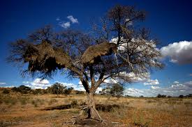 Image result for Acacia erioloba
