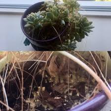 I got my first christmas cactus today and i've been reading up on their care but does anyone have any. Is This Mold Succulents