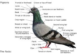 Pigeons Everything There Is To Know About The Pigeon Pcrc