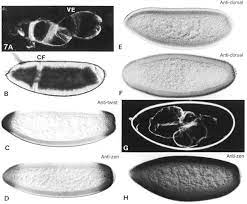 Torso mutants develop neither acron toll signal the degradation of the maternal protein cactus. Pdf Cactus A Maternal Gene Required For Proper Formation Of The Dorsoventral Morphogen Gradient In Drosophila Embryos Semantic Scholar