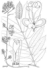 Image result for Anthonotha