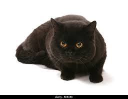 British Shorthair Negro Cat Sentar Studio Fotografia De Stock Alamy