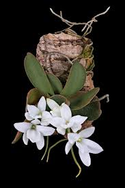 Image result for Eggelingia ligulifolia