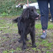 Check spelling or type a new query. Sam 1 Year Old Male English Springer Spaniel Cross Available For Adoption