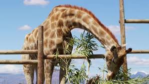 Oct 12, 2020 · a video of a giraffe eating grass on the ground has gone viral on social media, as it shows the giant animal crouching to reach the surface. Giraffe Eating Grass In A Zoo By Aerocaminua Videohive