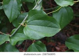 Image result for Smilacaceae