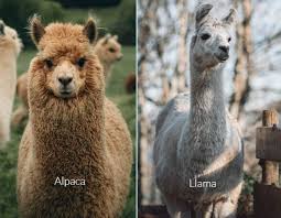 Image result for llama