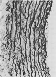 Image result for Crotalaria laburnoides