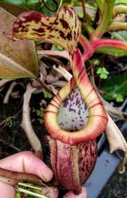 Image result for Burnatia enneandra