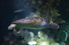 Snorkel safari advance open water courselocation: Seven Species Of Sea Turtles Sea Life London Aquarium
