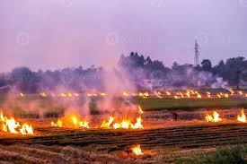 agricultural waste burning cause of smog and pollution. Fumes produced by  the incineration of hay and rice straw in agricultural fields. PM 2.5 dust  in agriculture at rural Thailand. 20807266 Stock Photo
