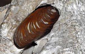I datteri di mare, noti in albania, croazia e nel montenegro in genere come prstaci, loro altro nome, altro non sono che dei molluschi simili alle cozze. Datteri Di Mare Tutte Le Informazioni Idee Green