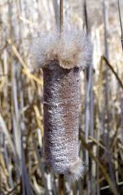 Image result for Typhaceae