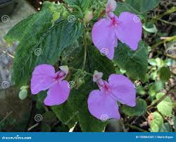 Image result for Impatiens stuhlmannii