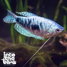 Honey Gourami & Female Betta - General Discussion - C.A.R.E.