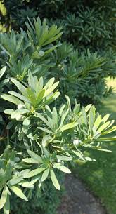 Image result for Podocarpus latifolius