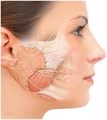 Schematic illustration of the location of the salivary glands. Actual...