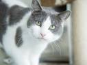 BREEDS OF GREY AND WHITE CAT - CATS VENTURE