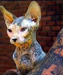 The lion is known to symbolize power, masculinity, leadership, and strength. Tattooing Animals Abusive Or Artistic Tattoodo