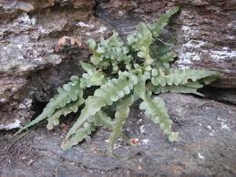Image result for Asplenium elliottii